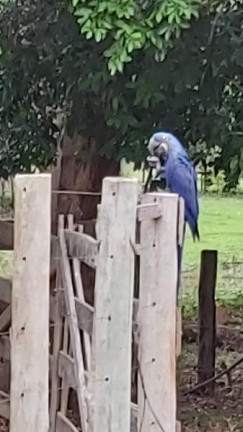 Imagem Imóvel com 1 Quarto à Venda, 14 m² em Zona Rural - Aquidauana