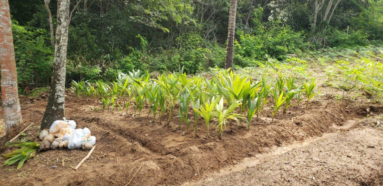 Imagem Imóvel à Venda, 12.000 m² em Zona Rural - Camaçari