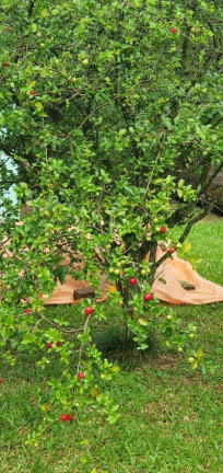 Imagem Fazenda à Venda, 7.732 m² em Belém Velho - Porto Alegre Imagem Fazenda à Venda, 7.732 m² em Belém Velho - Porto Alegre