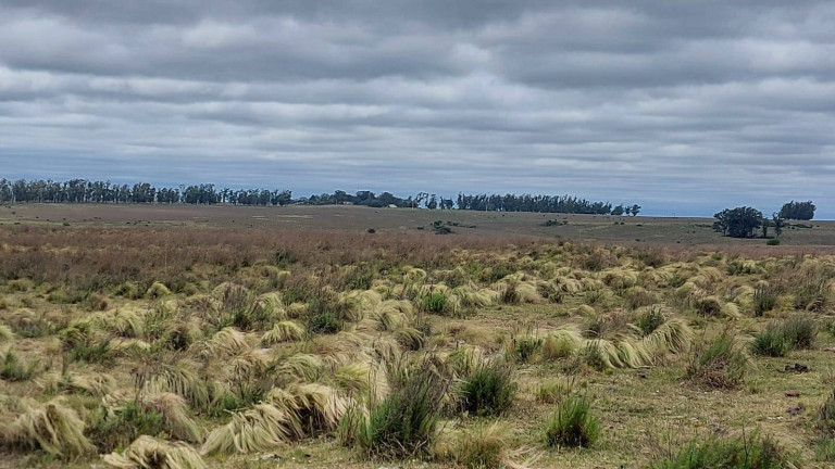Imagem Imóvel com 2 Quartos à Venda, 2.656 m² em Quaraí Imagem Imóvel com 2 Quartos à Venda, 2.656 m² em Quaraí