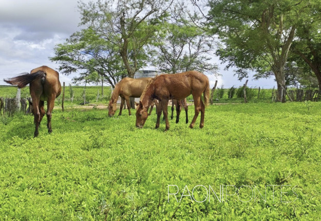 Imagem Fazenda à Venda, 1.710.000 m² em Zona Rural - São Pedro Imagem Fazenda à Venda, 1.710.000 m² em Zona Rural - São Pedro
