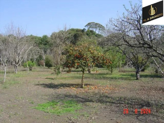 Imagem Imóvel com 4 Quartos à Venda, 84.000 m² em Jardim Itaqui - Campo Largo Imagem Imóvel com 4 Quartos à Venda, 84.000 m² em Jardim Itaqui - Campo Largo