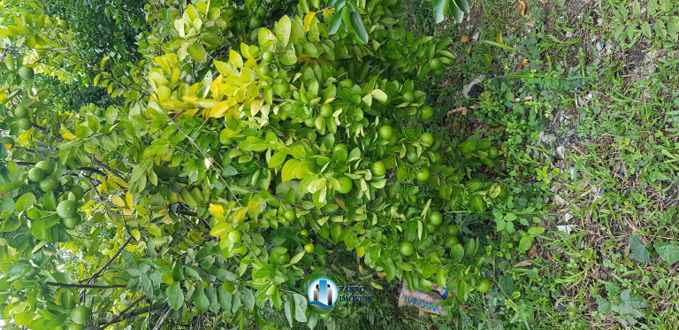 Imagem Imóvel com 2 Quartos à Venda, 100 m² em Capivari - Duque De Caxias