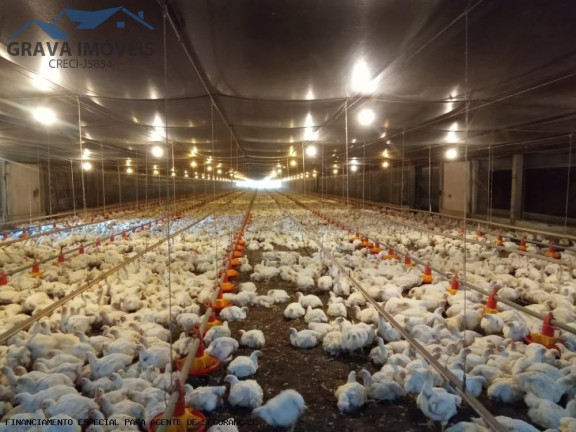 Imagem Chácara com 4 Quartos à Venda, 80 m² em Florida - Flórida Imagem Chácara com 4 Quartos à Venda, 80 m² em Florida - Flórida