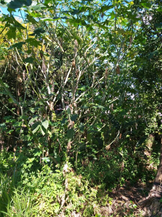 Imagem Terreno à Venda, 240 m² em Taboão - São Bernardo Do Campo