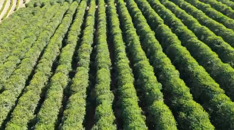 Imagem Fazenda à Venda, 145 m² em Alpinópolis Imagem Fazenda à Venda, 145 m² em Alpinópolis