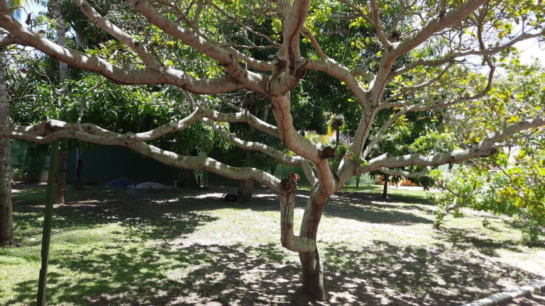 Imagem Casa de Condomínio com 4 Quartos à Venda, 1.600 m² em Barra De Jacuipe - Camaçari