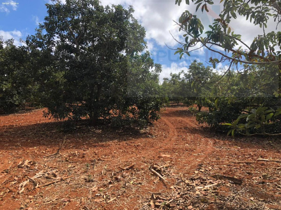 Imagem Chácara à Venda, 2.000 m² em Serra Azul