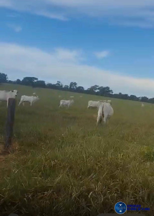 Imagem Fazenda à Venda, 102 m² em Zona Rural - Bom Jardim De Goiás Imagem Fazenda à Venda, 102 m² em Zona Rural - Bom Jardim De Goiás