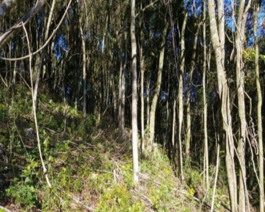 Imagem Terreno à Venda, 6.210 m² em Linha Imperial - Nova Petrópolis Imagem Terreno à Venda, 6.210 m² em Linha Imperial - Nova Petrópolis