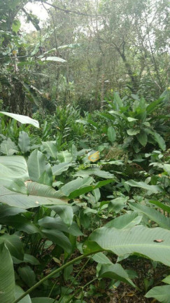 Imagem Chácara com 1 Quarto à Venda, 1 m² em Limeira - Canelinha Imagem Chácara com 1 Quarto à Venda, 1 m² em Limeira - Canelinha