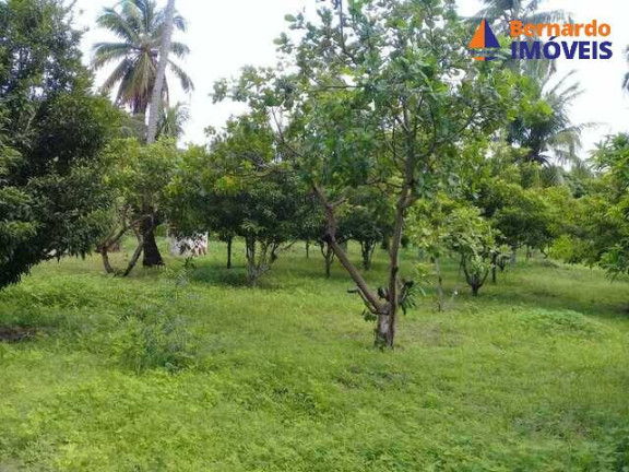 Imagem Fazenda à Venda, 500 m² em Guanaces - Cascavel Imagem Fazenda à Venda, 500 m² em Guanaces - Cascavel