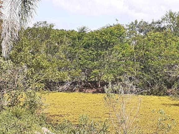 Imagem Fazenda à Venda, 30.000 m² em águas Claras - Viamão Imagem Fazenda à Venda, 30.000 m² em águas Claras - Viamão