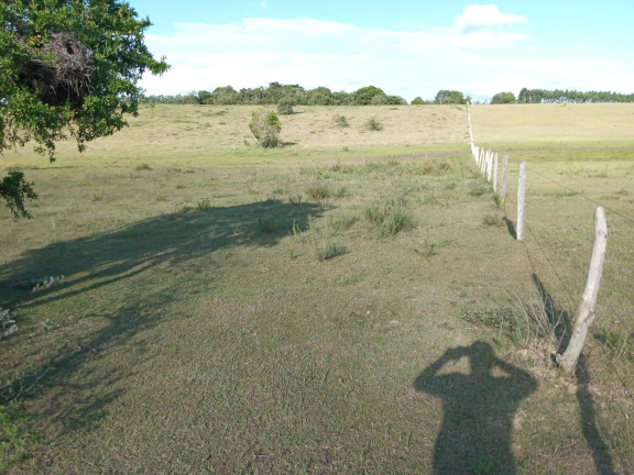 Imagem Chácara à Venda, 60.000 m² em Capão Da Porteira - Viamão
