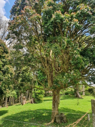 Imagem Imóvel com 4 Quartos à Venda, 38.704 m² em Chimboveiro - Mandirituba Imagem Imóvel com 4 Quartos à Venda, 38.704 m² em Chimboveiro - Mandirituba