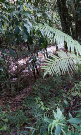 Imagem Terreno à Venda, 34 m² em Terra Preta - Mairiporã