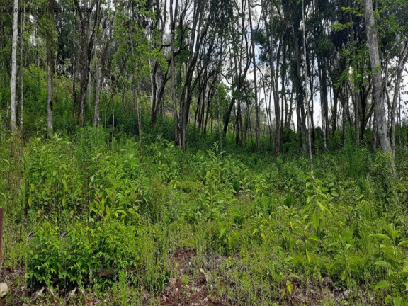 Imagem Terreno à Venda, 426 m² em Linha Imperial - Nova Petrópolis Imagem Terreno à Venda, 426 m² em Linha Imperial - Nova Petrópolis