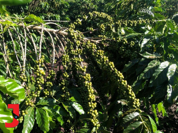 Imagem Fazenda à Venda,  em Vale Taboca - Santa Teresa