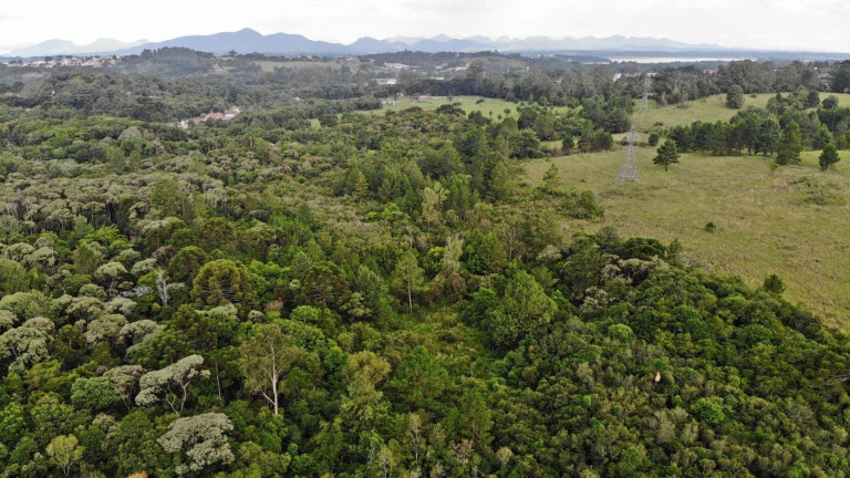 Imagem Terreno à Venda, 19.600 m² em Colônia Faria - Colombo