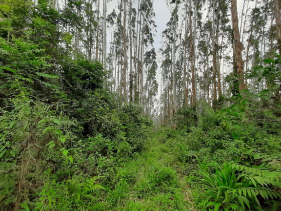Imagem Fazenda à Venda, 127.997 m² em Pacotuba - Almirante Tamandaré