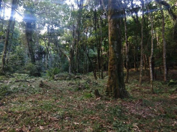 Imagem Terreno à Venda, 9.100 m² em Campestre Da Faxina - São José Dos Pinhais