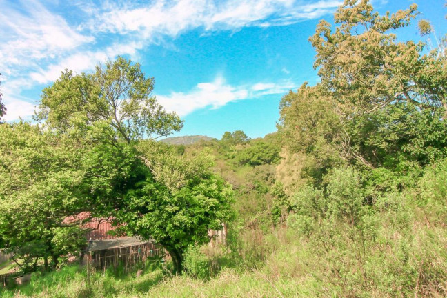 Imagem Chácara com 3 Quartos à Venda, 18.000 m² em Itapuã - Viamão Imagem Chácara com 3 Quartos à Venda, 18.000 m² em Itapuã - Viamão