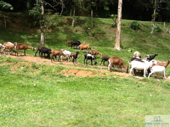 Imagem Chácara com 3 Quartos à Venda, 1.000 m² em Pirabeiraba (pirabeiraba) - Joinville