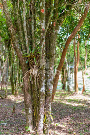 Imagem Terreno à Venda,  em Rio Do Meio - Camboriu