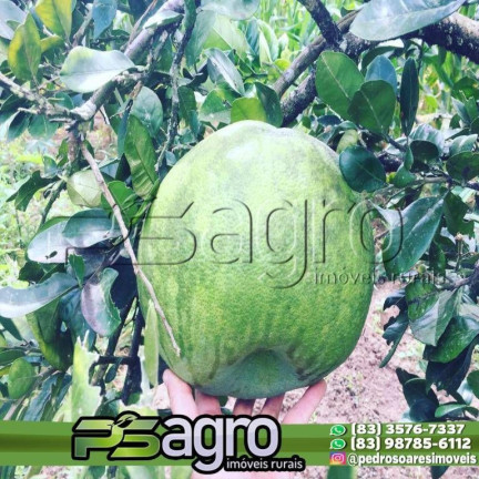 Imagem Fazenda à Venda, 100.000 m² em Bananeiras Imagem Fazenda à Venda, 100.000 m² em Bananeiras