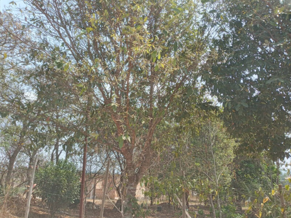 Imagem Chácara à Venda, 1.999 m² em Condomínio Tiradentes - Brumadinho