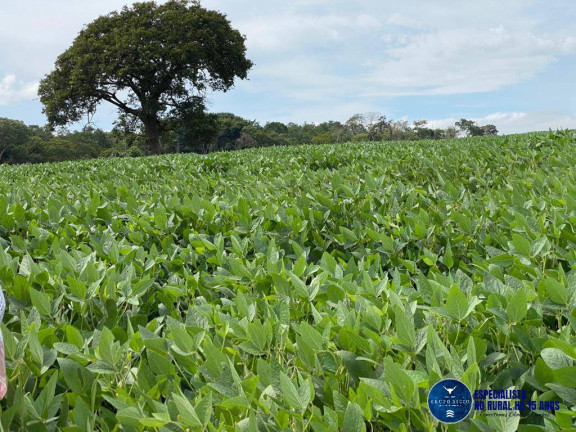 Imagem Chácara à Venda, 20 m² em Zona Rural - Rio Verde Imagem Chácara à Venda, 20 m² em Zona Rural - Rio Verde