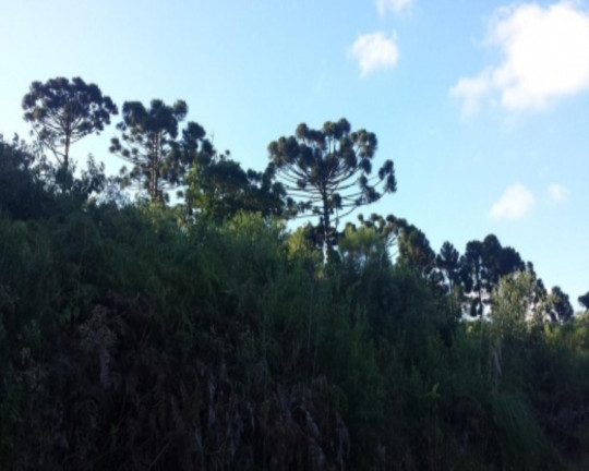 Imagem Terreno à Venda, 1 m² em São Jacó - Nova Petrópolis Imagem Terreno à Venda, 1 m² em São Jacó - Nova Petrópolis