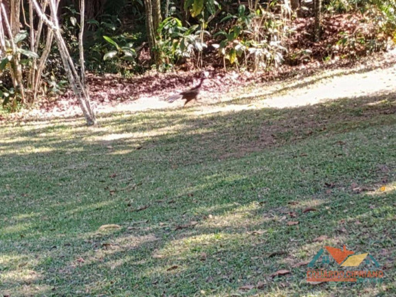 Imagem Chácara com 4 Quartos à Venda, 350 m² em Capim Da Angola - Paraibuna