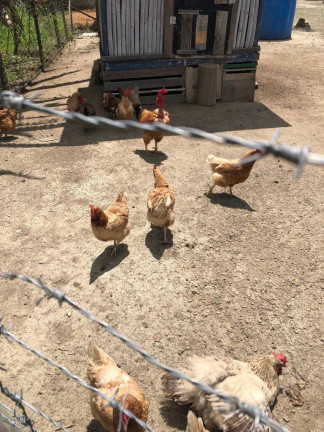 Imagem Chácara com 2 Quartos à Venda, 4 m² em Rio Bonito
