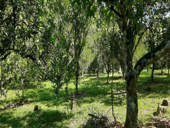 Imagem Imóvel com 2 Quartos à Venda, 11 m² em Linha Pirajá Baixa - Nova Petrópolis Imagem Imóvel com 2 Quartos à Venda, 11 m² em Linha Pirajá Baixa - Nova Petrópolis