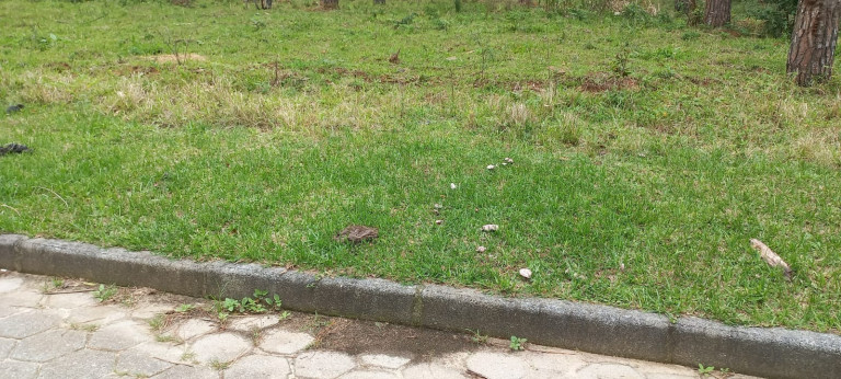 Imagem Terreno à Venda, 265 m² em Ambrósio - Garopaba Imagem Terreno à Venda, 265 m² em Ambrósio - Garopaba
