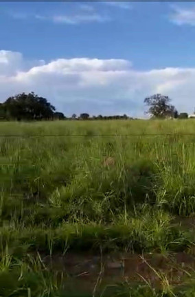 Imagem Fazenda à Venda, 2.000 m² em Cuiabá Imagem Fazenda à Venda, 2.000 m² em Cuiabá