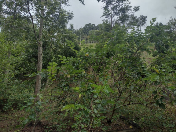 Imagem Chácara com 3 Quartos à Venda, 100 m² em Zona Rural - São Luíz Do Paraitinga Imagem Chácara com 3 Quartos à Venda, 100 m² em Zona Rural - São Luíz Do Paraitinga