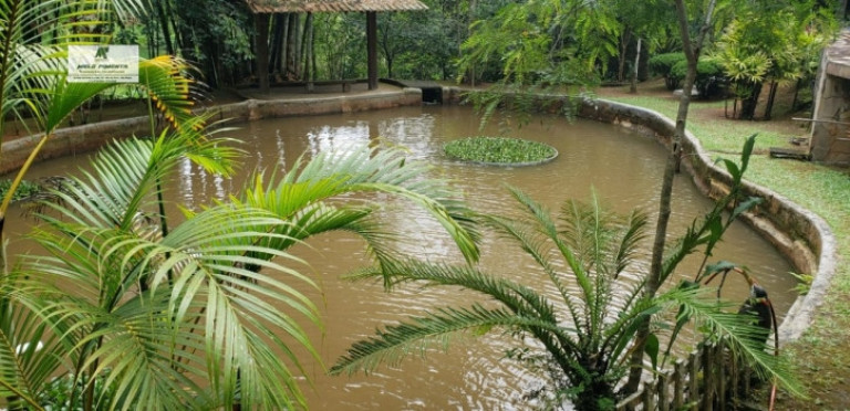 Imagem Chácara com 3 Quartos à Venda, 6.000 m² em Sorocamirim - São Roque Imagem Chácara com 3 Quartos à Venda, 6.000 m² em Sorocamirim - São Roque