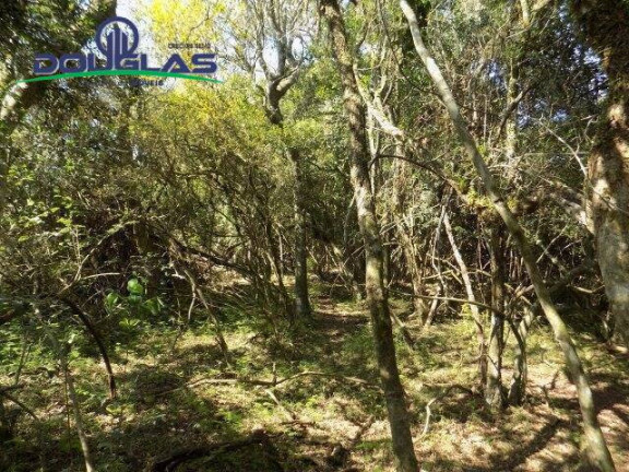 Imagem Chácara à Venda, 20.000 m² em águas Claras - Viamão