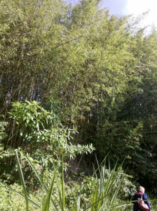 Imagem Chácara à Venda, 5.315 m² em Sitio Pedro Leonardo - Guararema Imagem Chácara à Venda, 5.315 m² em Sitio Pedro Leonardo - Guararema