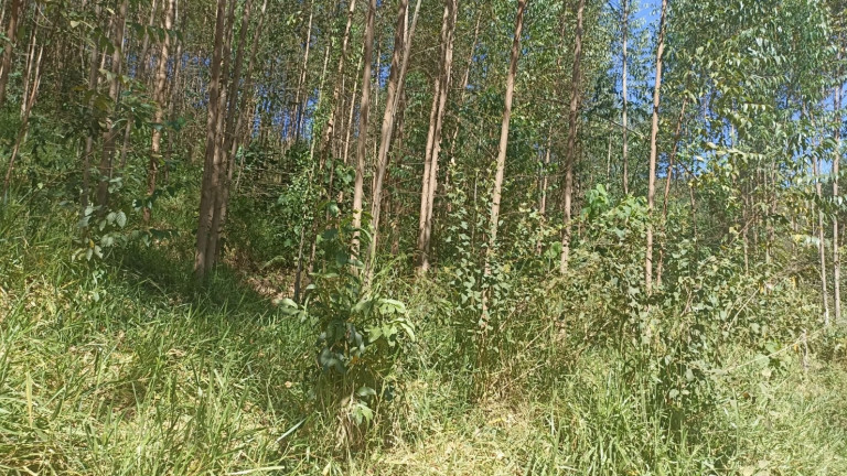 Imagem Chácara com 1 Quarto à Venda, 200 m² em Mirandão - Paraibuna