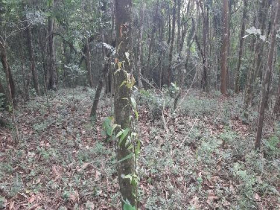 Imagem Terreno à Venda, 5.470 m² em Santa Isabel - Santa Isabel
