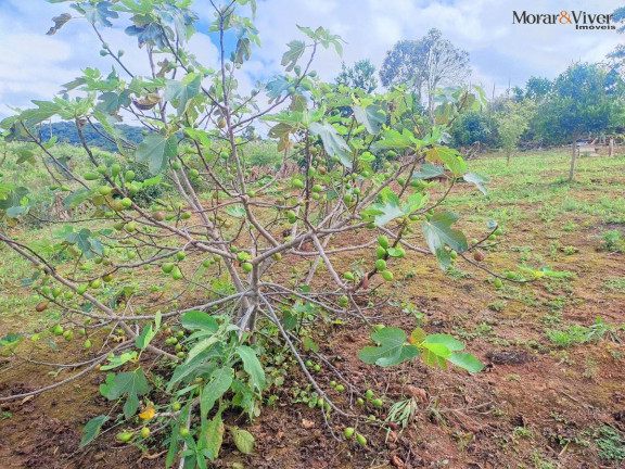 Imagem Chácara à Venda, 3.000 m² em Campestre Da Faxina - São José Dos Pinhais