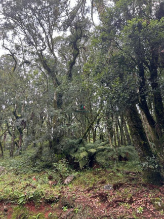 Imagem Terreno à Venda, 1.128 m² em Pinheiro Grosso - Canela Imagem Terreno à Venda, 1.128 m² em Pinheiro Grosso - Canela