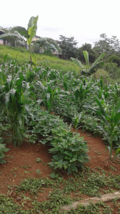 Imagem Terreno à Venda, 1.900 m² em Taubaté Imagem Terreno à Venda, 1.900 m² em Taubaté