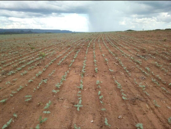 Imagem Fazenda à Venda, em Poxoréo Imagem Fazenda à Venda, em Poxoréo