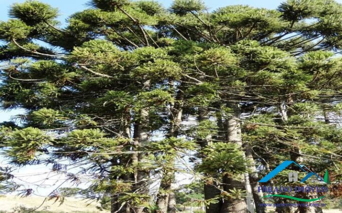 Imagem Terreno em Condomínio à Venda, 1.078 m² em Centro - Gonçalves