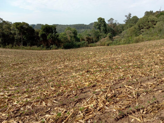 Imagem Chácara com 3 Quartos à Venda, 130.000 m² em Cantagalo - Antônio Olinto Imagem Chácara com 3 Quartos à Venda, 130.000 m² em Cantagalo - Antônio Olinto