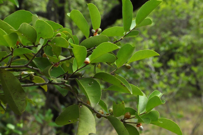 Imagem Terreno à Venda, 19 m² em Barra Do Cunhaú - Canguaretama Imagem Terreno à Venda, 19 m² em Barra Do Cunhaú - Canguaretama